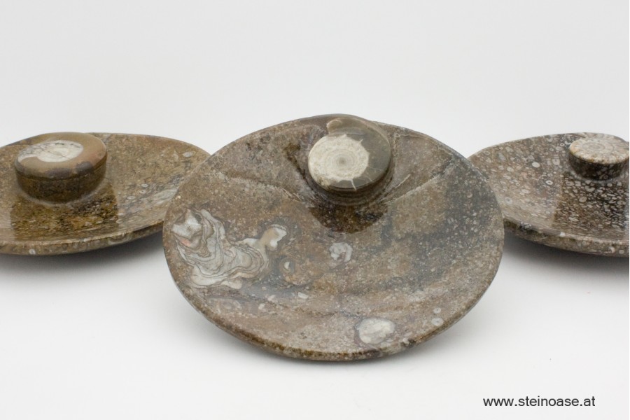 Fossile Steinschale Ammonite